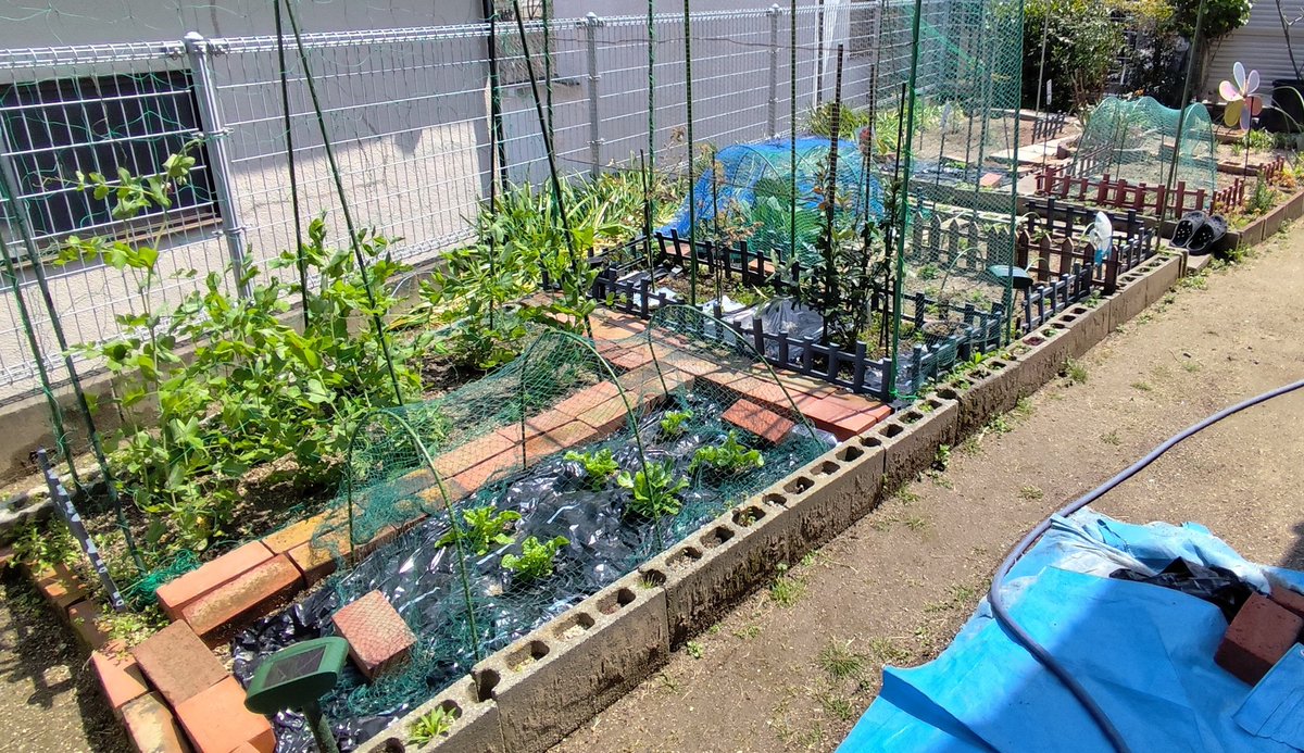 例年、トマトは同じ品種を6株植えるのですが、今年はバラバラの株を一つづつだけ植えようと思います。

まあ婆ちゃんからもたくさんのおすそ分けが来るだろうから、
植える数も抑え気味にしておこうと(学習した(笑)