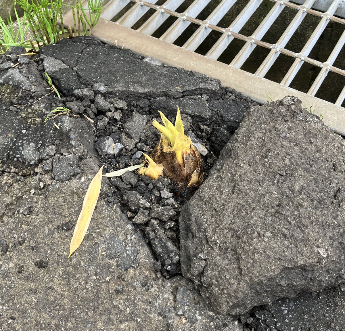 間仁田 tweet media