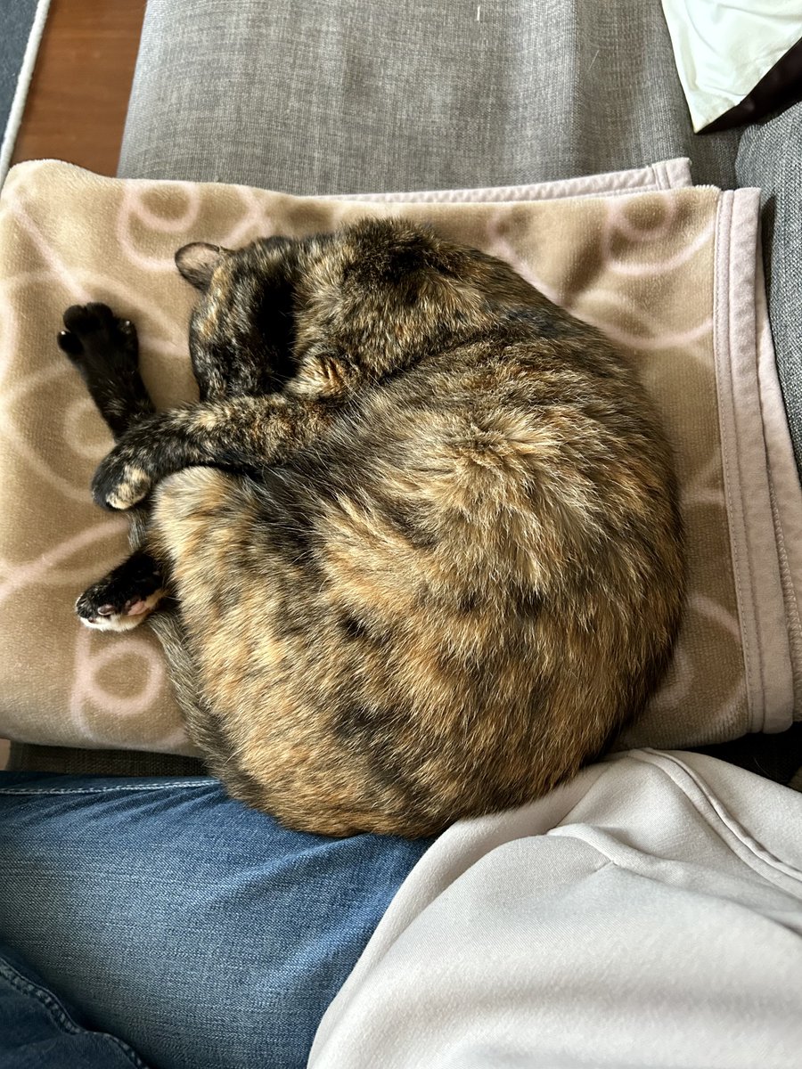 🐈‍⬛猫餃子🥟 tweet media