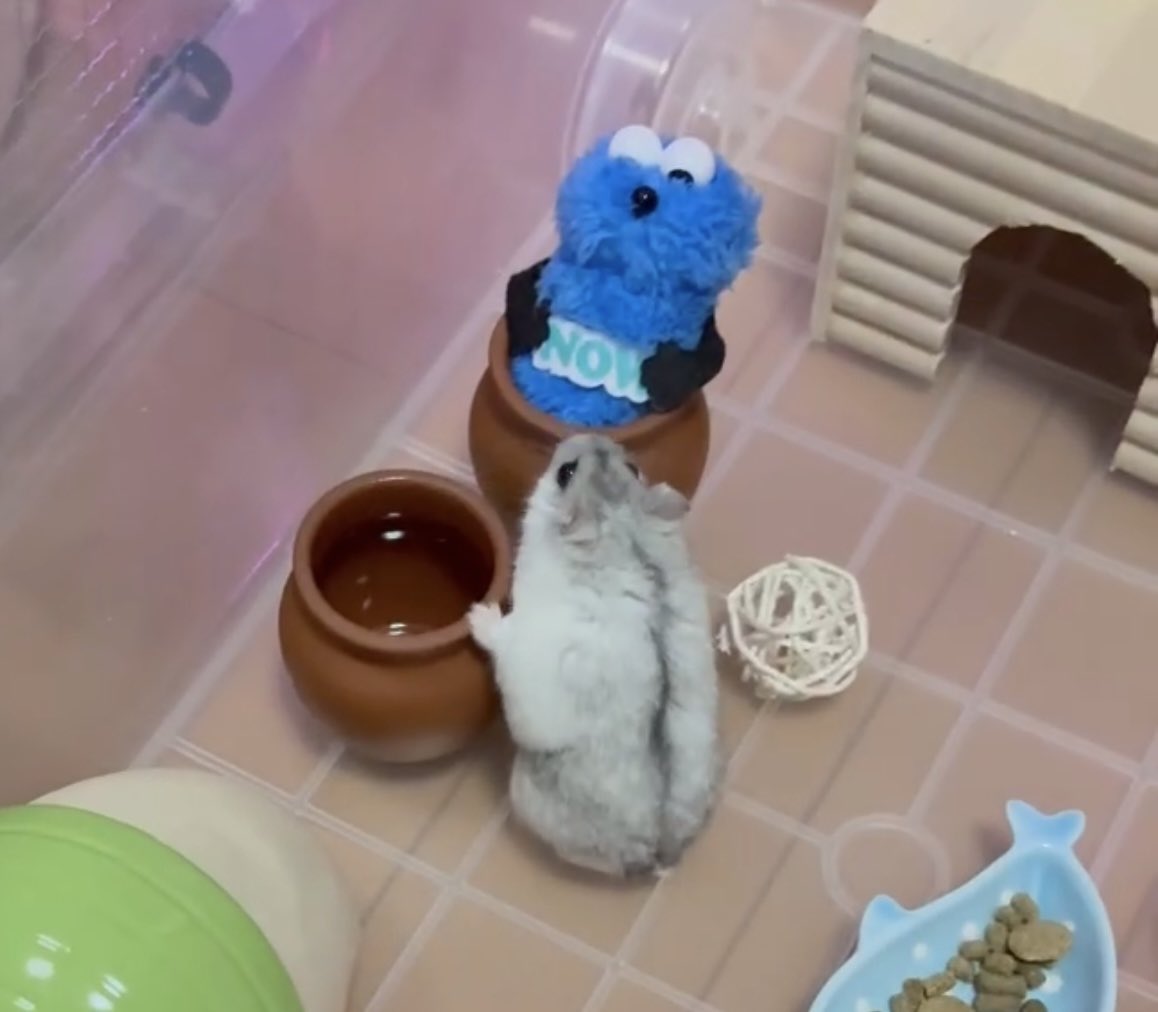 はこちゃん tweet media