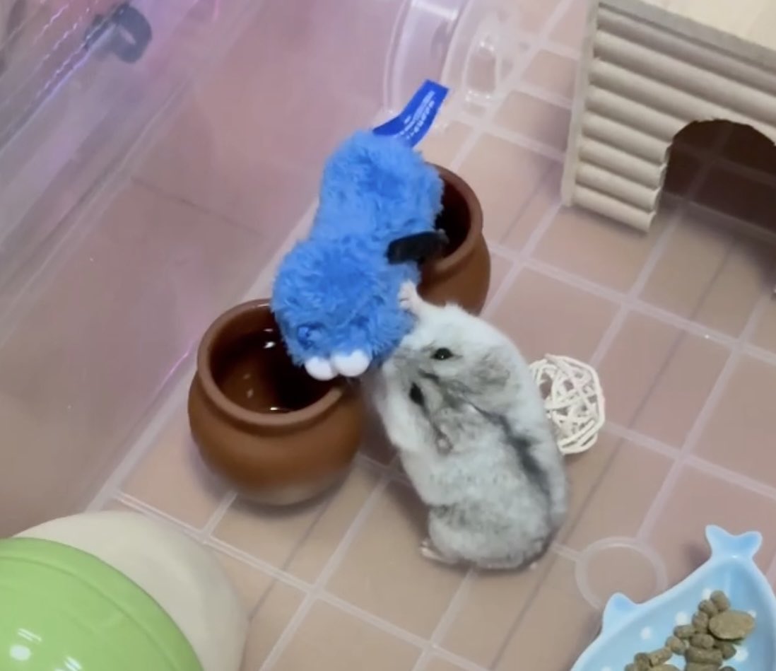 はこちゃん tweet media