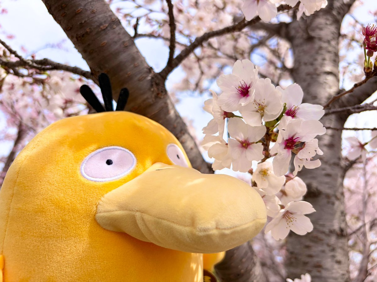 りんご tweet media