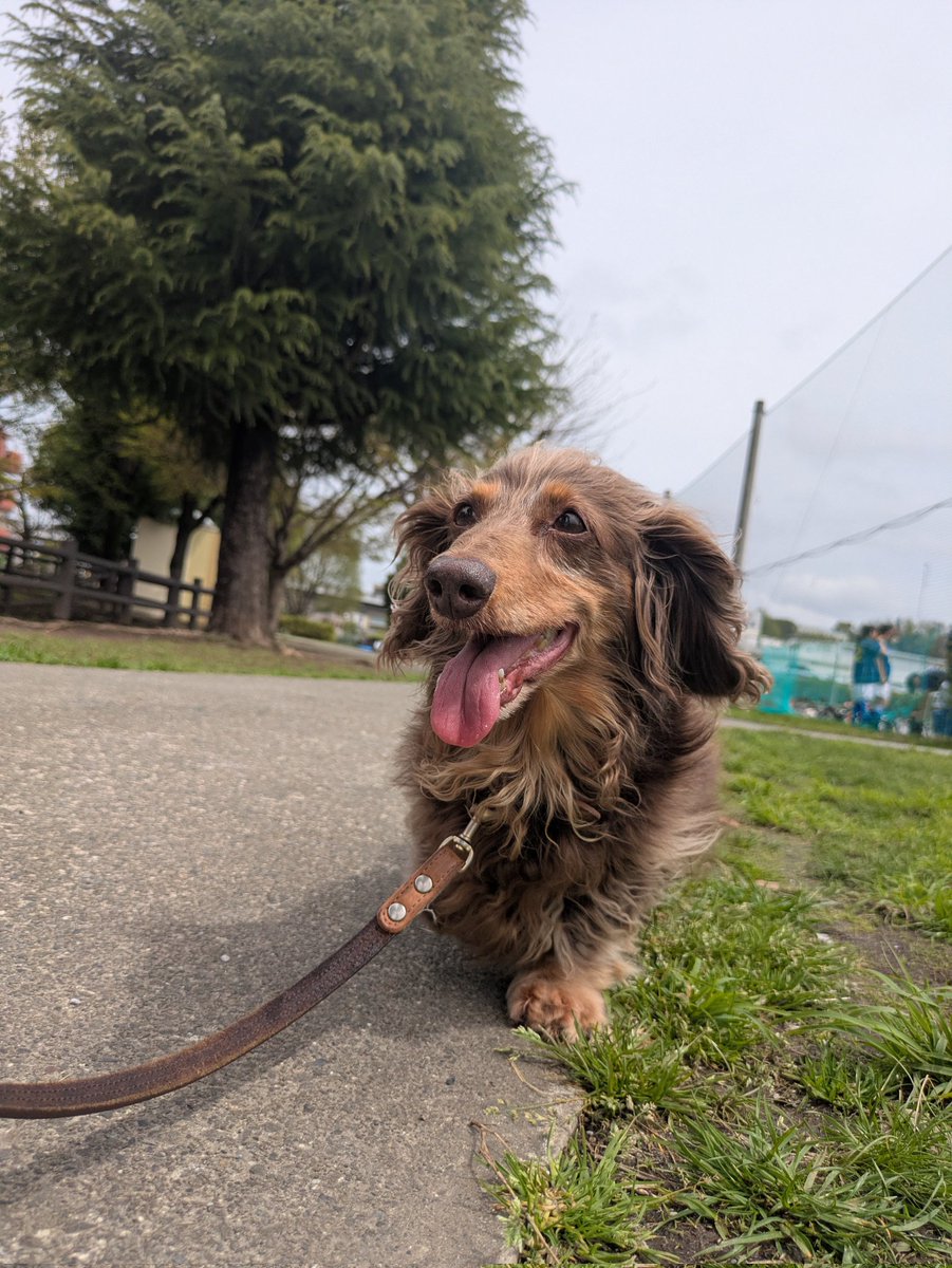 ranchi🍶日本酒とダックスと🐶 tweet media