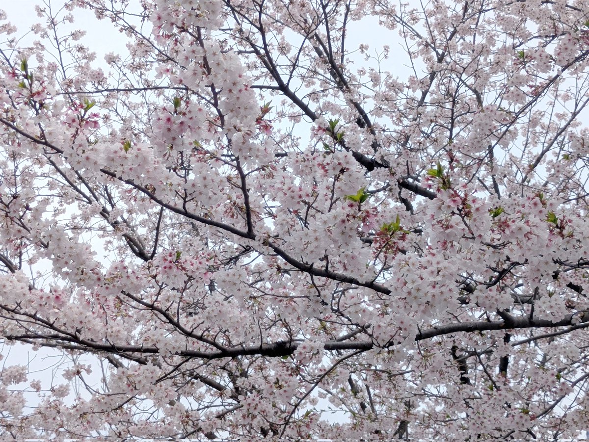 ranchi🍶日本酒とダックスと🐶 tweet media