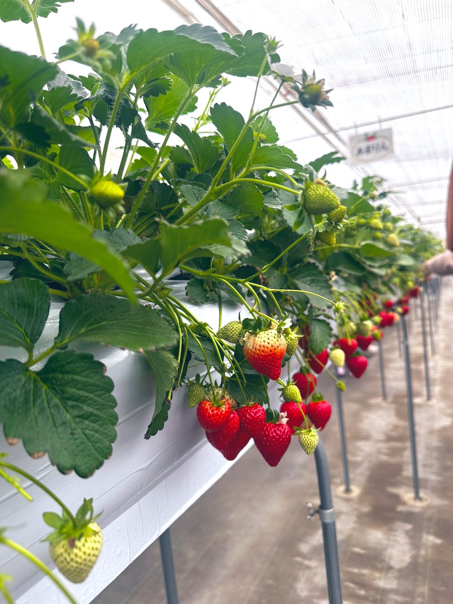 Sunすん🍞 tweet media