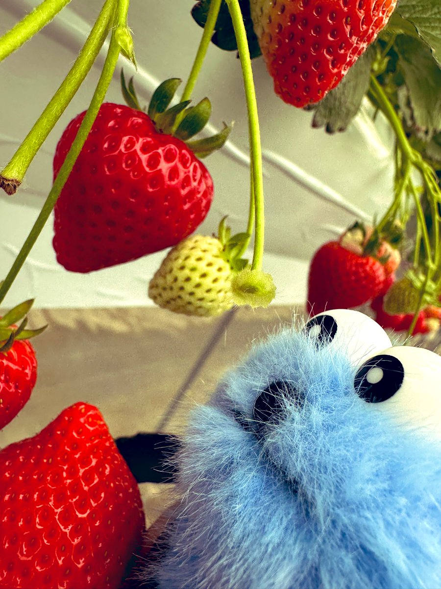 Sunすん🍞 tweet media