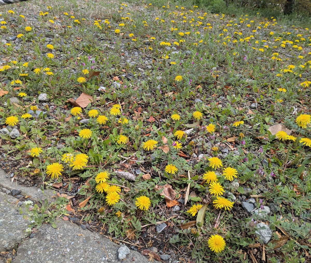 ネコオドル tweet media