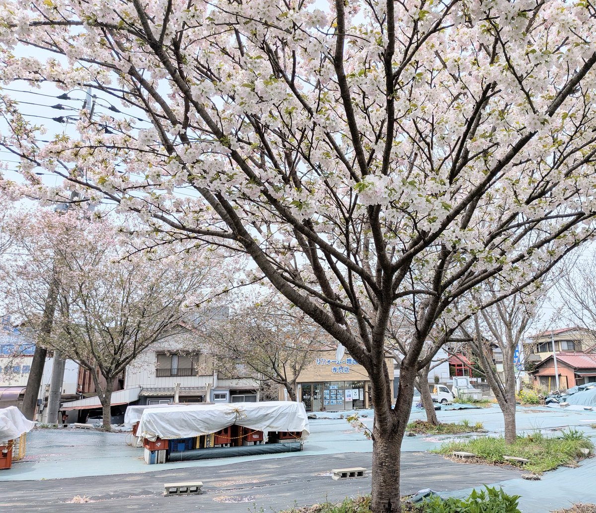 ネコオドル tweet media