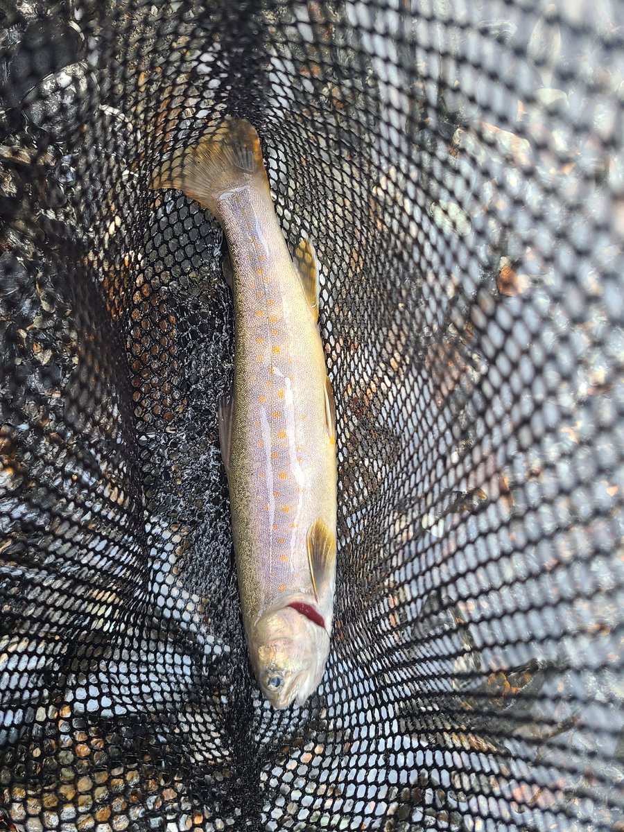 z32man's tweet photo. 広河内川にて🐟イワナGET⤴️ https://t.co/aW95IS36om
