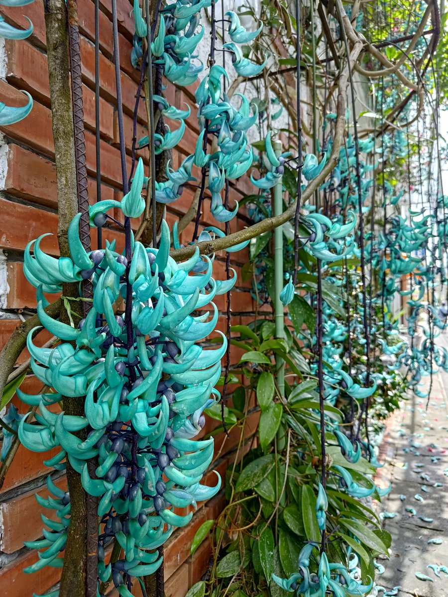 ジャイあん/Jai-ANN🎙️ tweet media