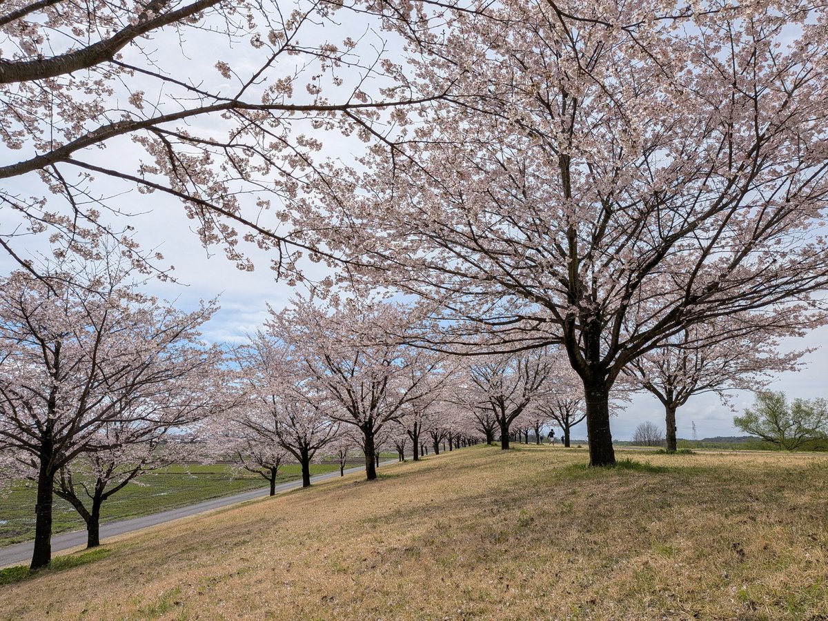 kotaki717's tweet photo. @nmaiyasan 今日、さくら市ゆうゆうパーク行ってきました！
昨日はさくら市今宮神社に行ってきました！
先週はさくら市お丸山公園に行ってきました！写真はその並びです。 https://t.co/R6XkghwITd