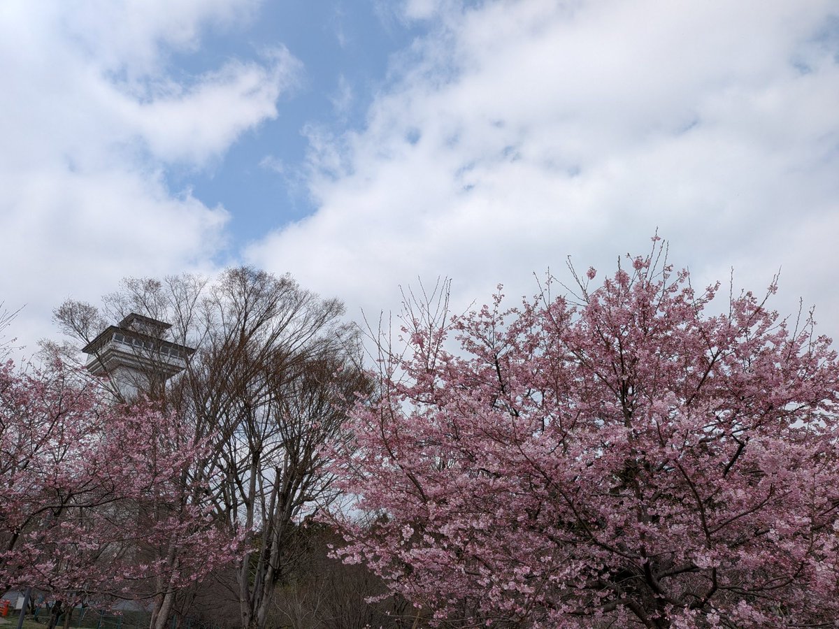kotaki717's tweet photo. @nmaiyasan 今日、さくら市ゆうゆうパーク行ってきました！
昨日はさくら市今宮神社に行ってきました！
先週はさくら市お丸山公園に行ってきました！写真はその並びです。 https://t.co/R6XkghwITd