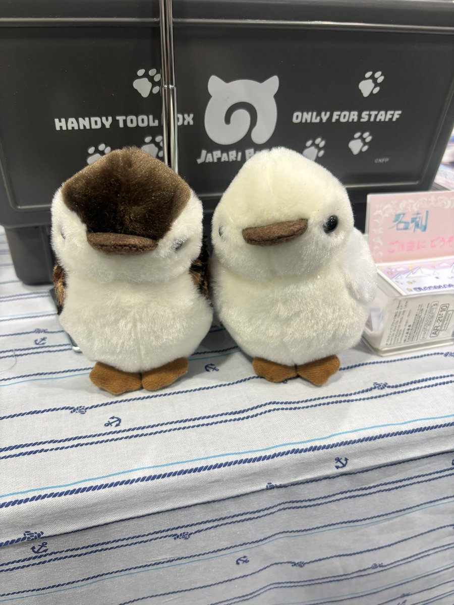 設営完了しました！
本日はみやこめっせ・B32にて、
自分のことをカモメのお雛ちゃんと言い張る２羽とお待ちしています！🐦🐦🌸