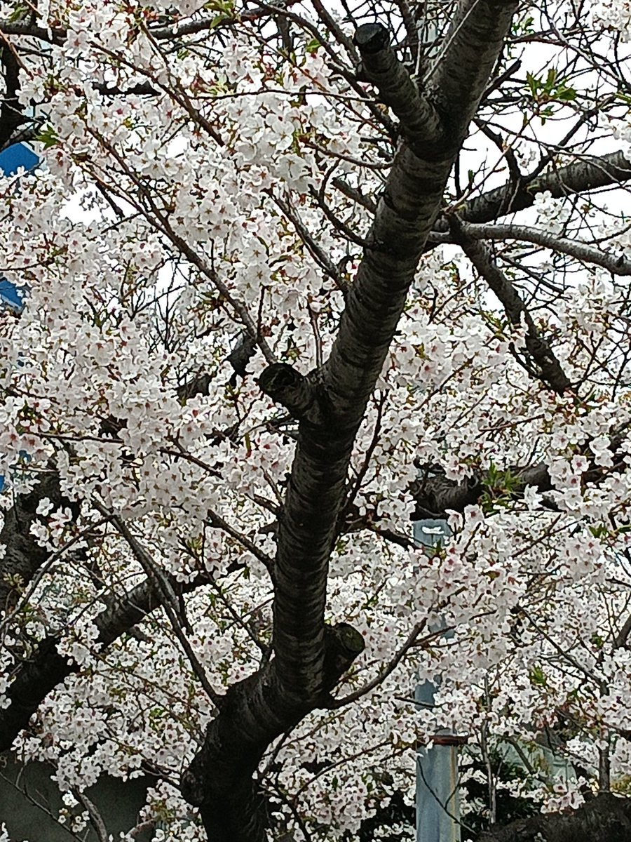 氷月たちの呟き tweet media