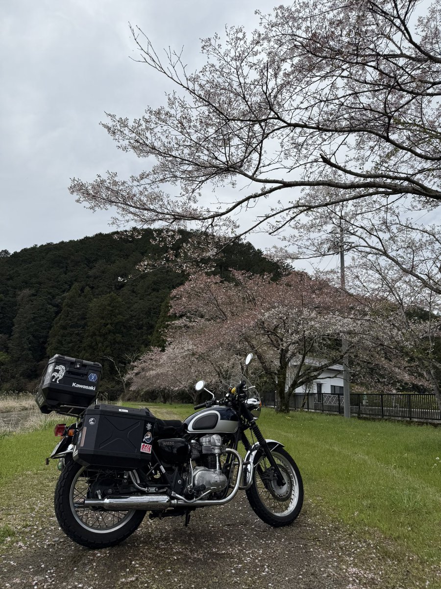 hakutantan's tweet photo. 皆さんこんにちは🌞
東海は昼から晴れそうですね❗️

淡墨桜行ってきましたが
今週の雨と風でだいぶ散ってました…
先週末が見頃でしたかねー🌸
午後からは白川の方
行ってみようかな

グロムを動かしたら
バッテリー死んでたんですよね
今充電中だけどいけるか？🤔

本日も安全運転で過ごしましょう！ https://t.co/zb8mfZKPuv