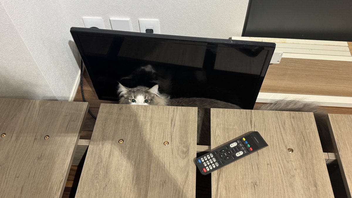 👾ぬる👾暴れモミアゲ🐈 tweet media