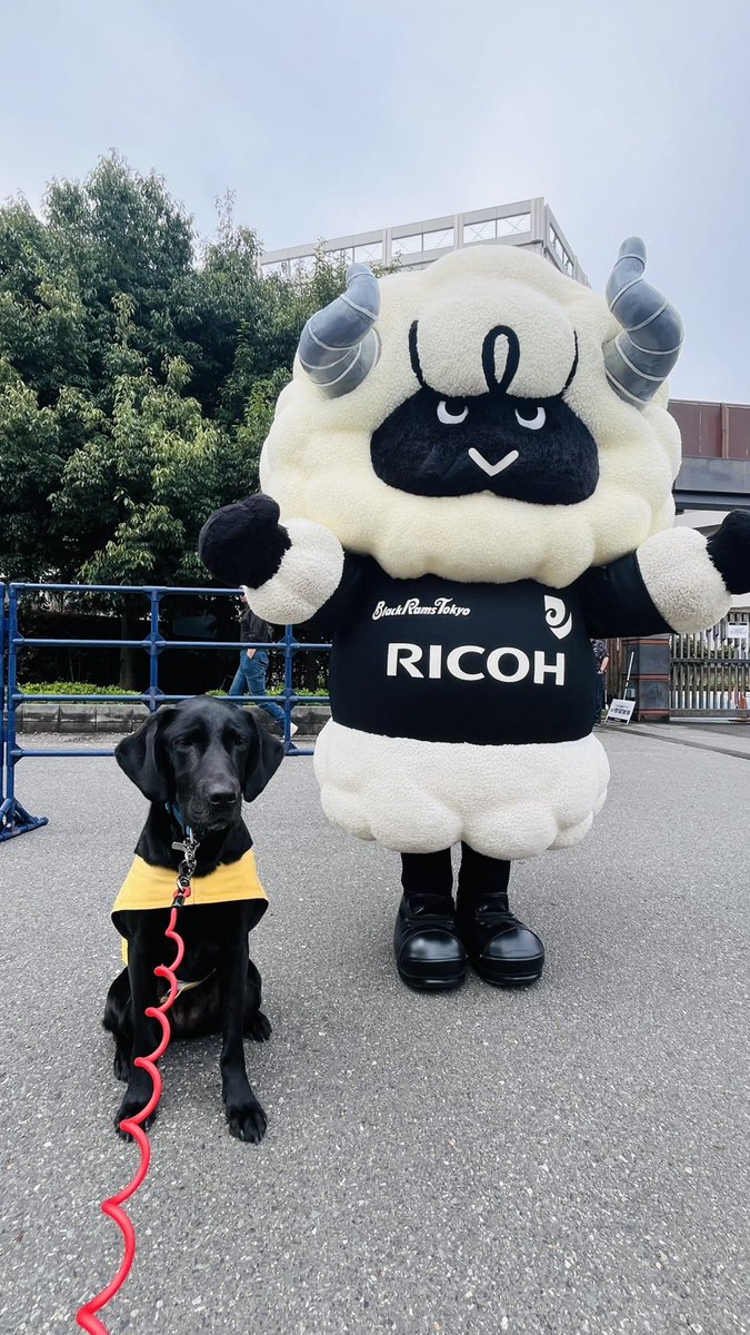 兵庫介助犬協会・千葉介助犬協会・大阪介助犬協会の日常🐶♿︎ tweet media