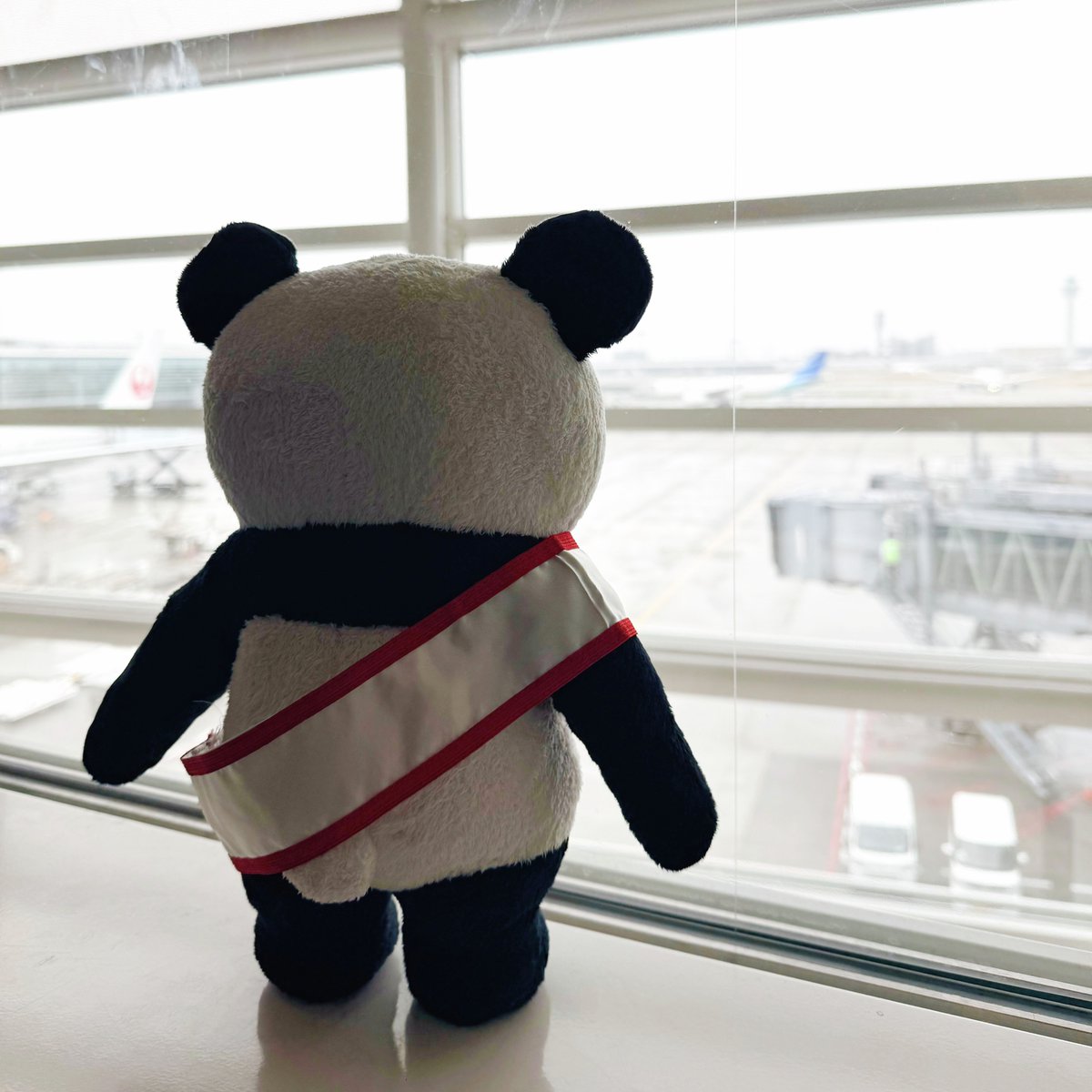 Panda_NT_anime's tweet image. "◤#パンダなりきりたいそう 
〜かぞえたいそう〜 はやはや◢
youtu.be/2QhXiaPeJrk?si…

パンダさんは
くうこうだよ〜！✈️
どこに いくのかな〜？✨

きょうは ストレッチに
ろうそくたいそうしよう〜🕯️

りょうてを ぐ〜っと のばして〜
ちらちら〜✨

#パンダ #panda"