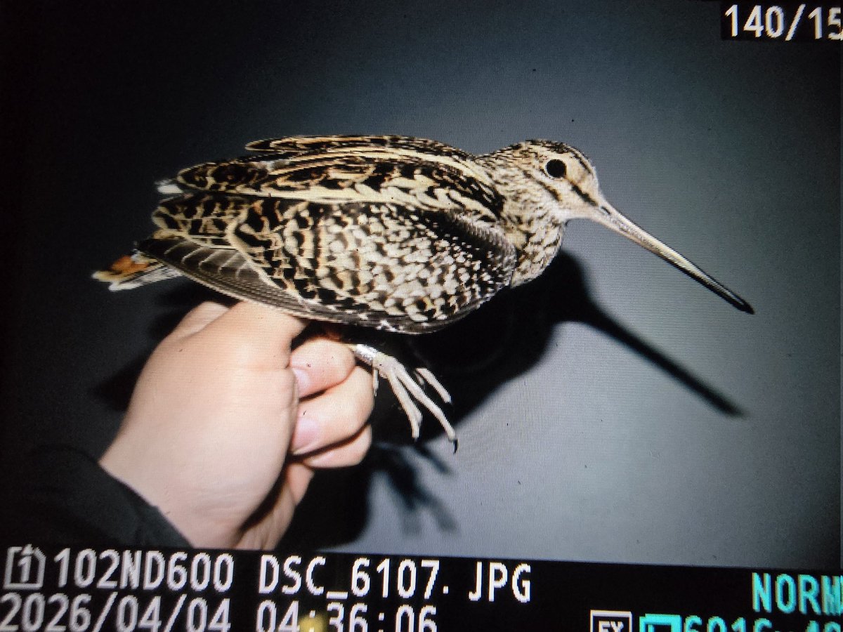 おでん屋 tweet media