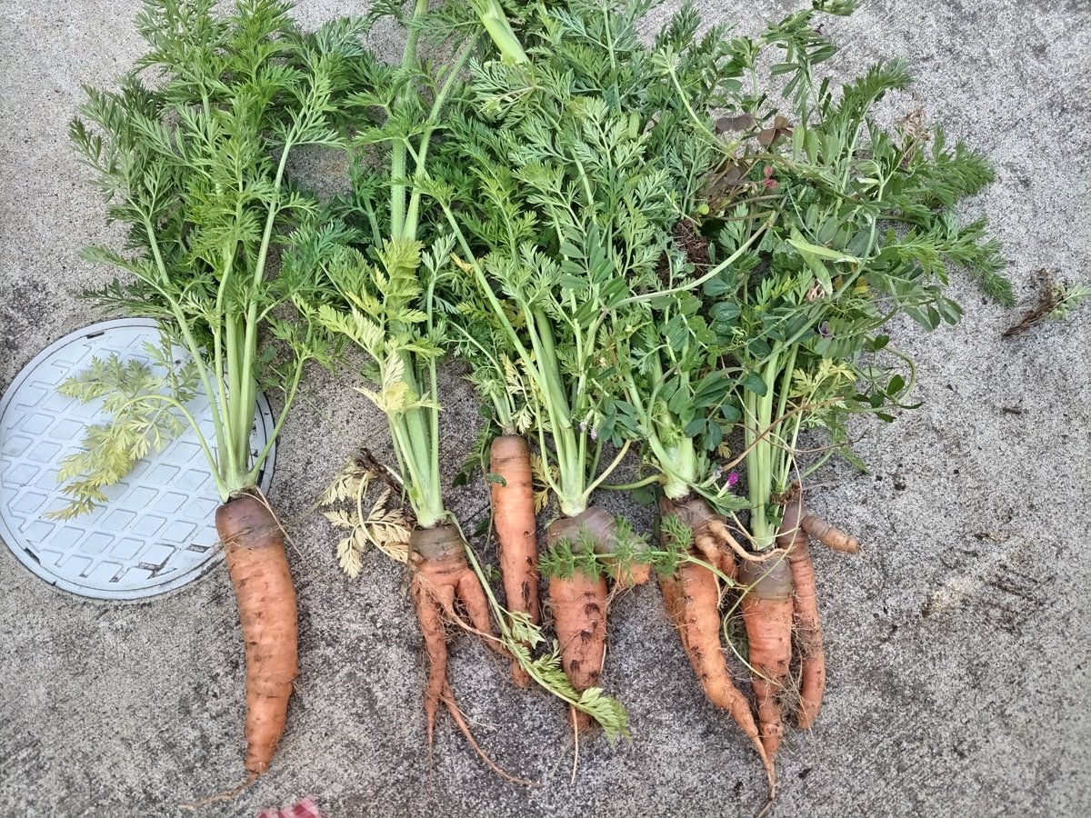 まぬ@6y&3y tweet media