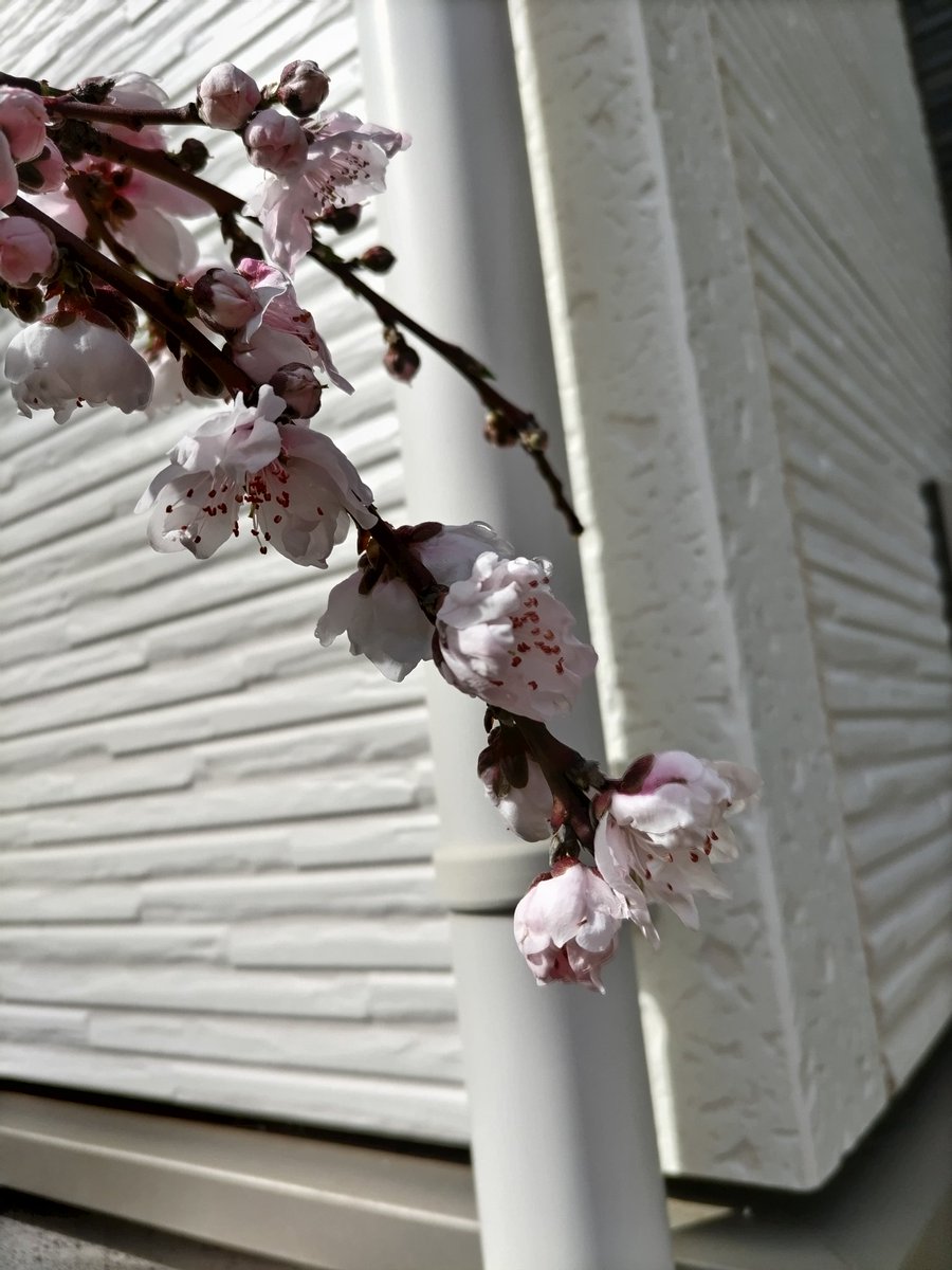 まぬ@6y&3y tweet media