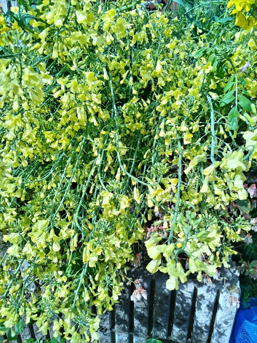 まぬ@6y&3y tweet media