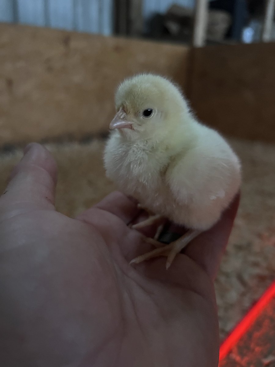 Mathew with Cottage Pastures tweet media