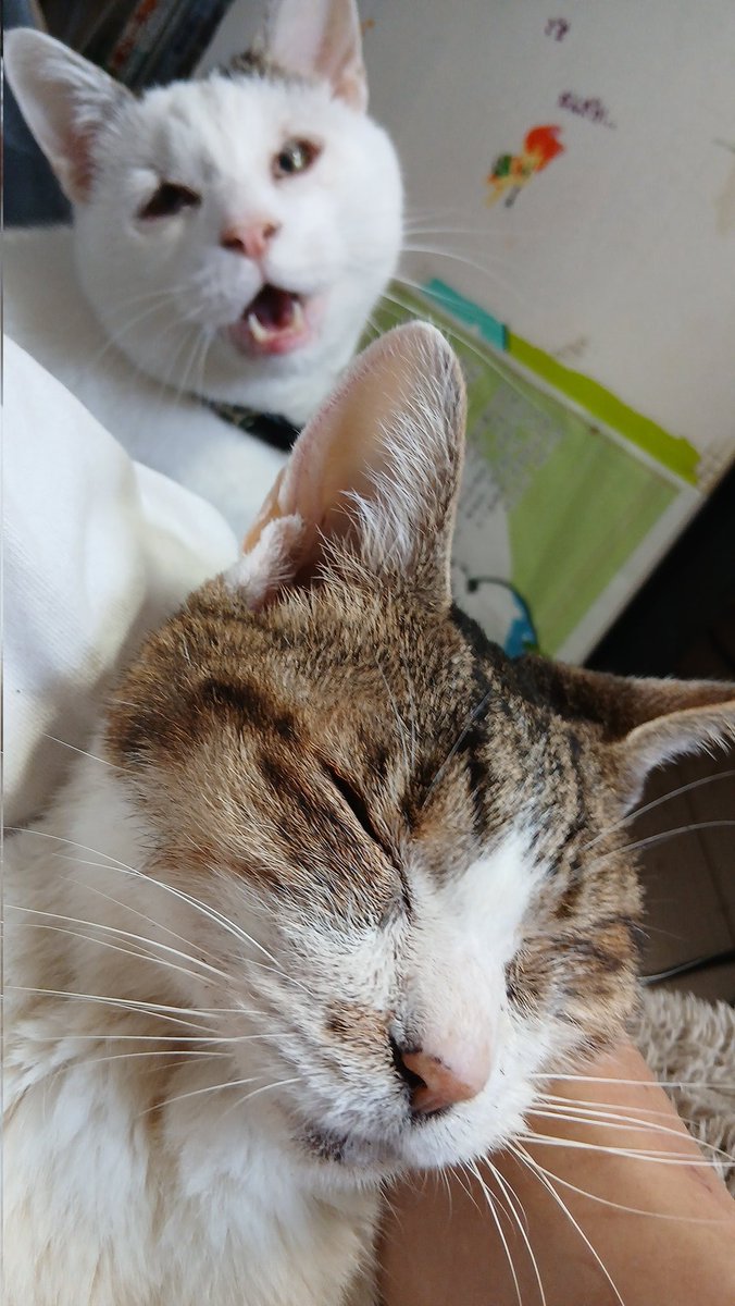 イシデ電→はしレンジャー展3/28京都 tweet media