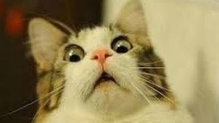 ホムさん tweet media