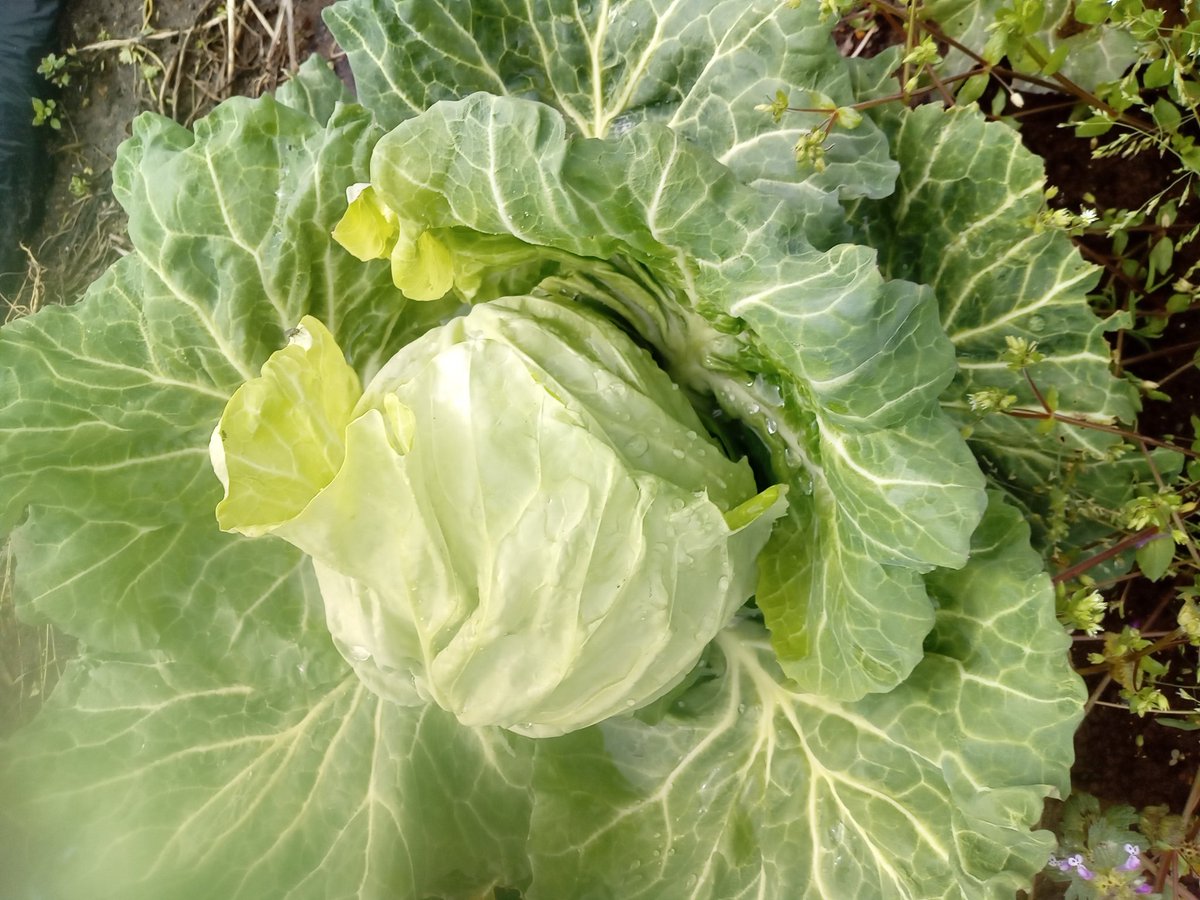 Kei FUJISAWA＠食料危機対策ch tweet media