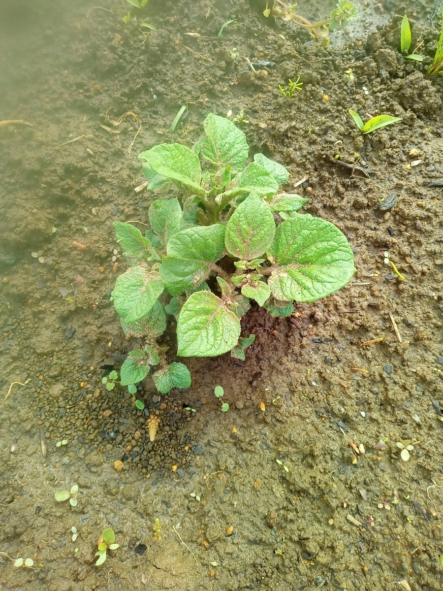 Kei FUJISAWA＠食料危機対策ch tweet media