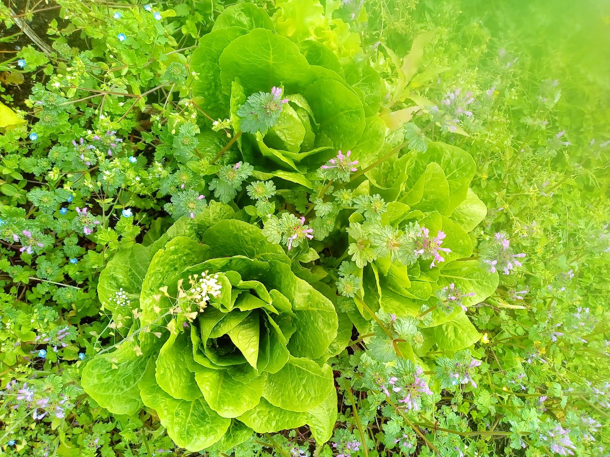 Kei FUJISAWA＠食料危機対策ch tweet media