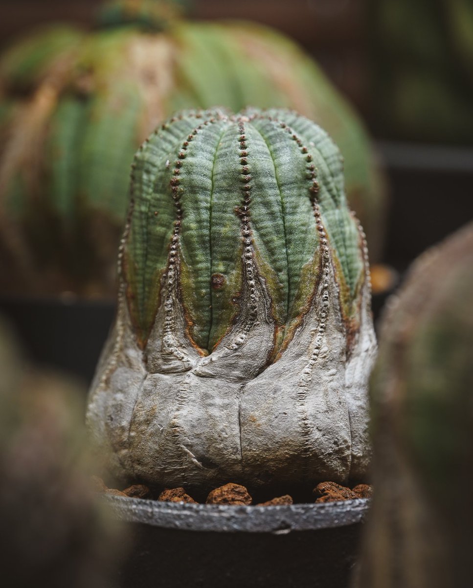 いわさわ tweet media