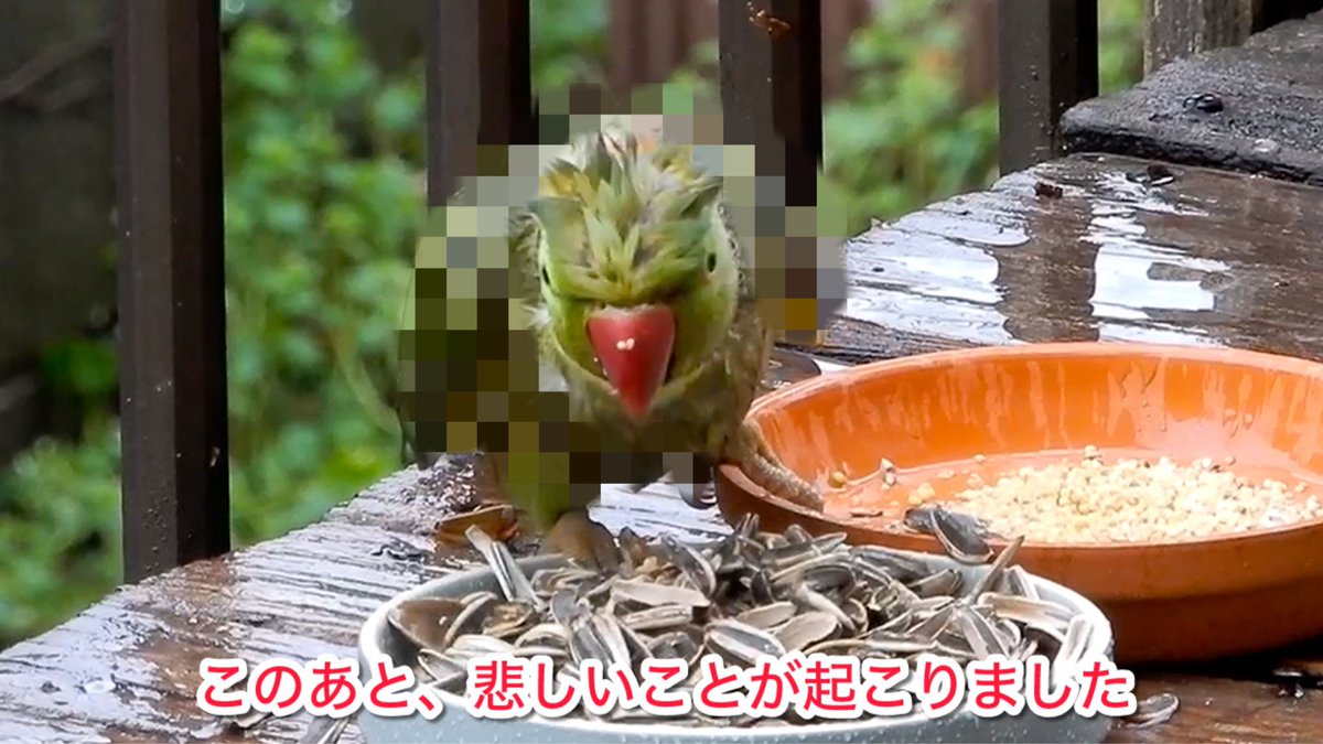 いきもの自然探訪 tweet media