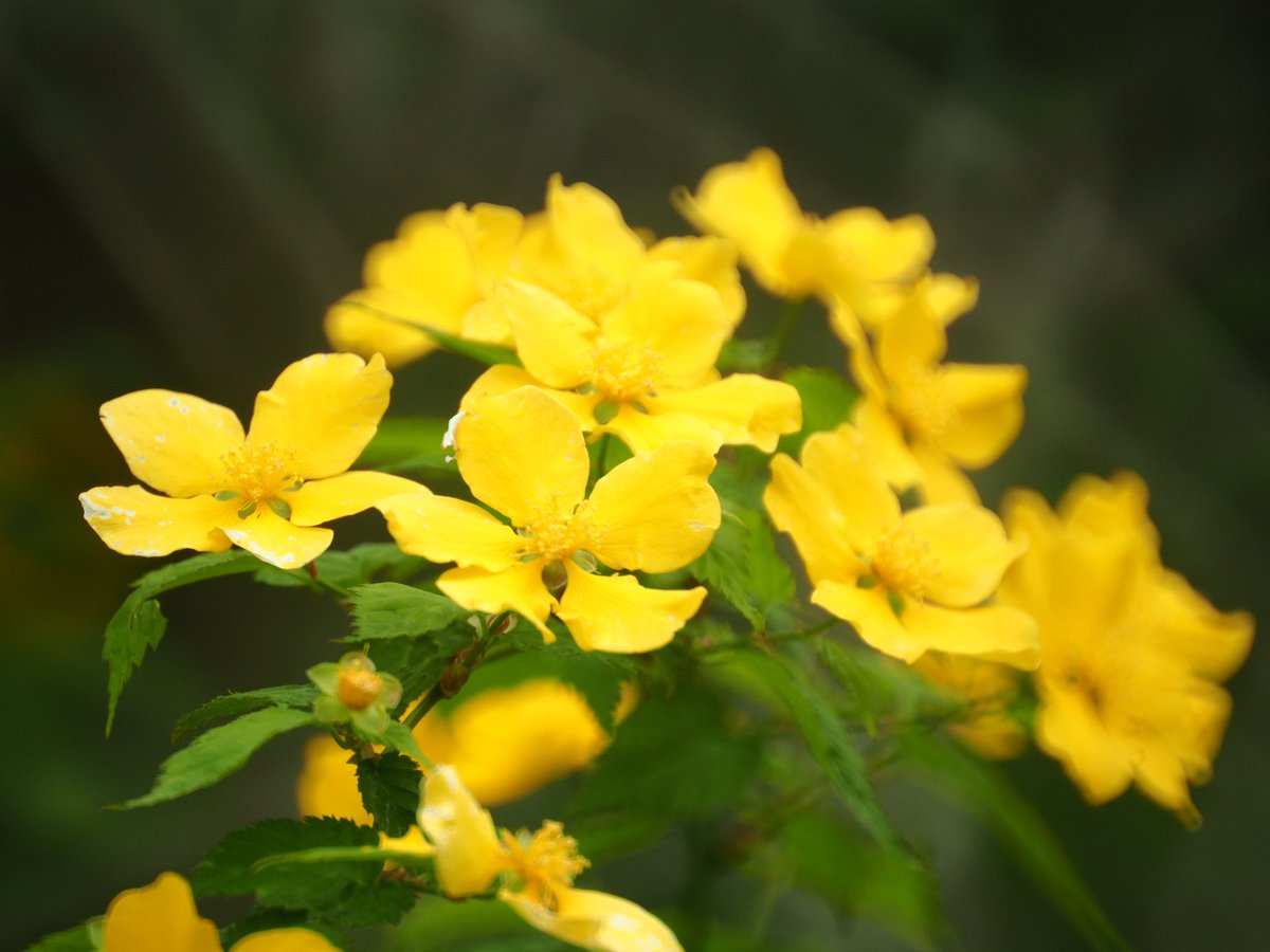 ういとら tweet media