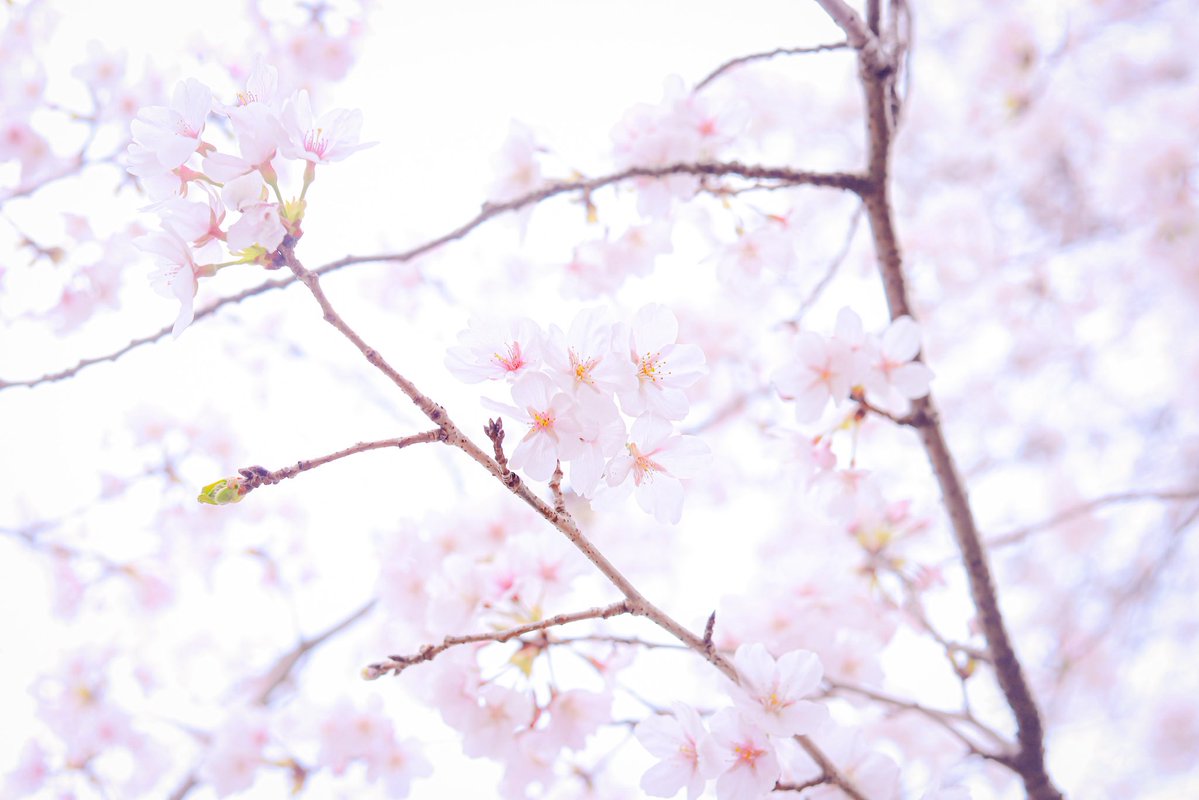 紫(ゆかり) tweet media