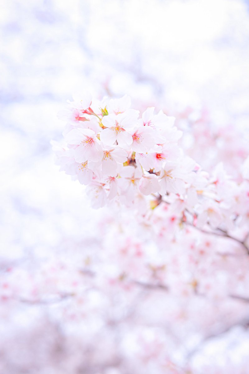 紫(ゆかり) tweet media