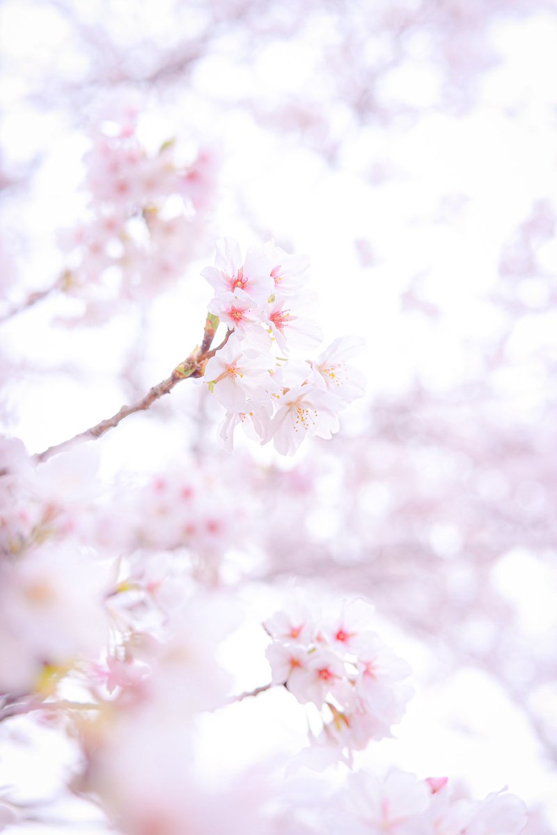 紫(ゆかり) tweet media