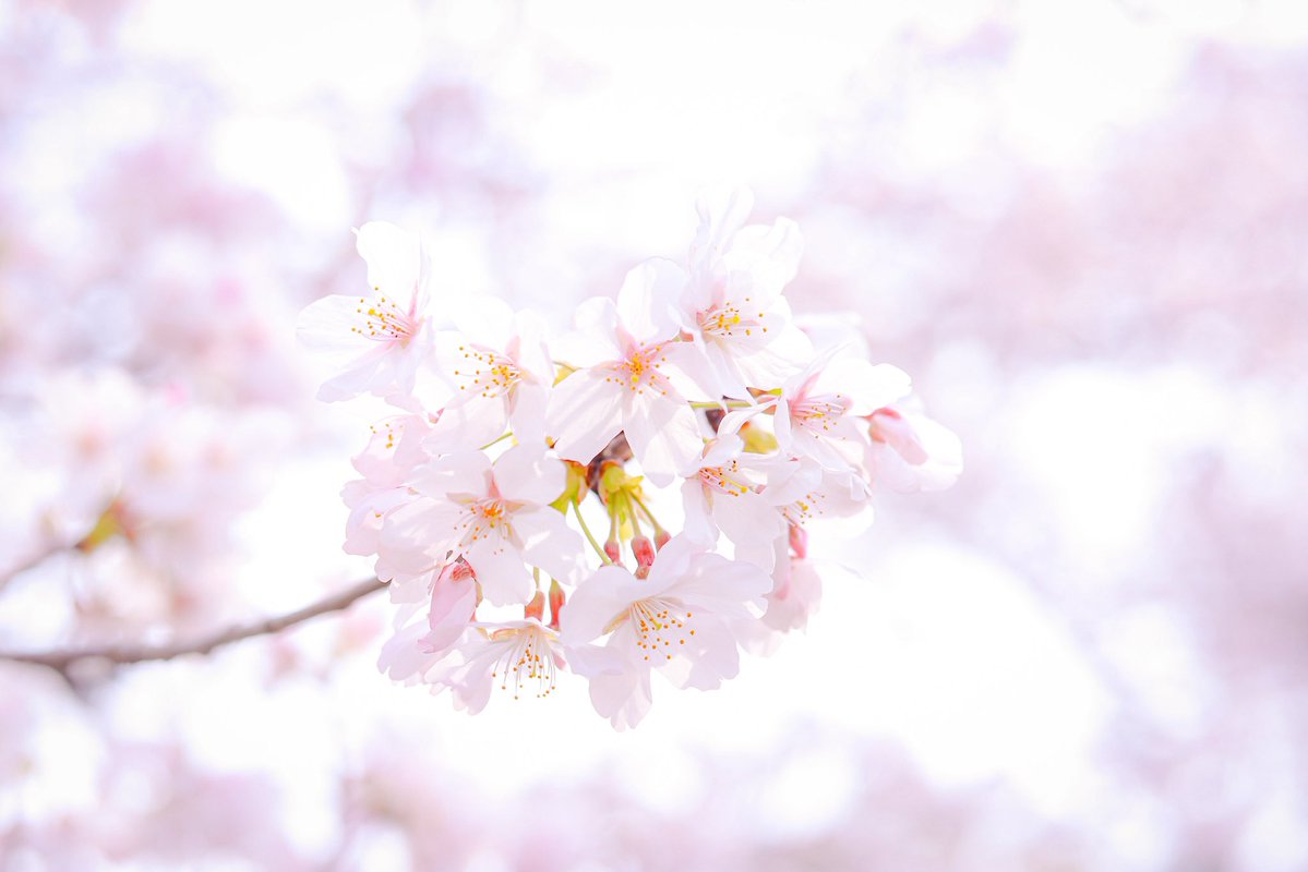 紫(ゆかり) tweet media