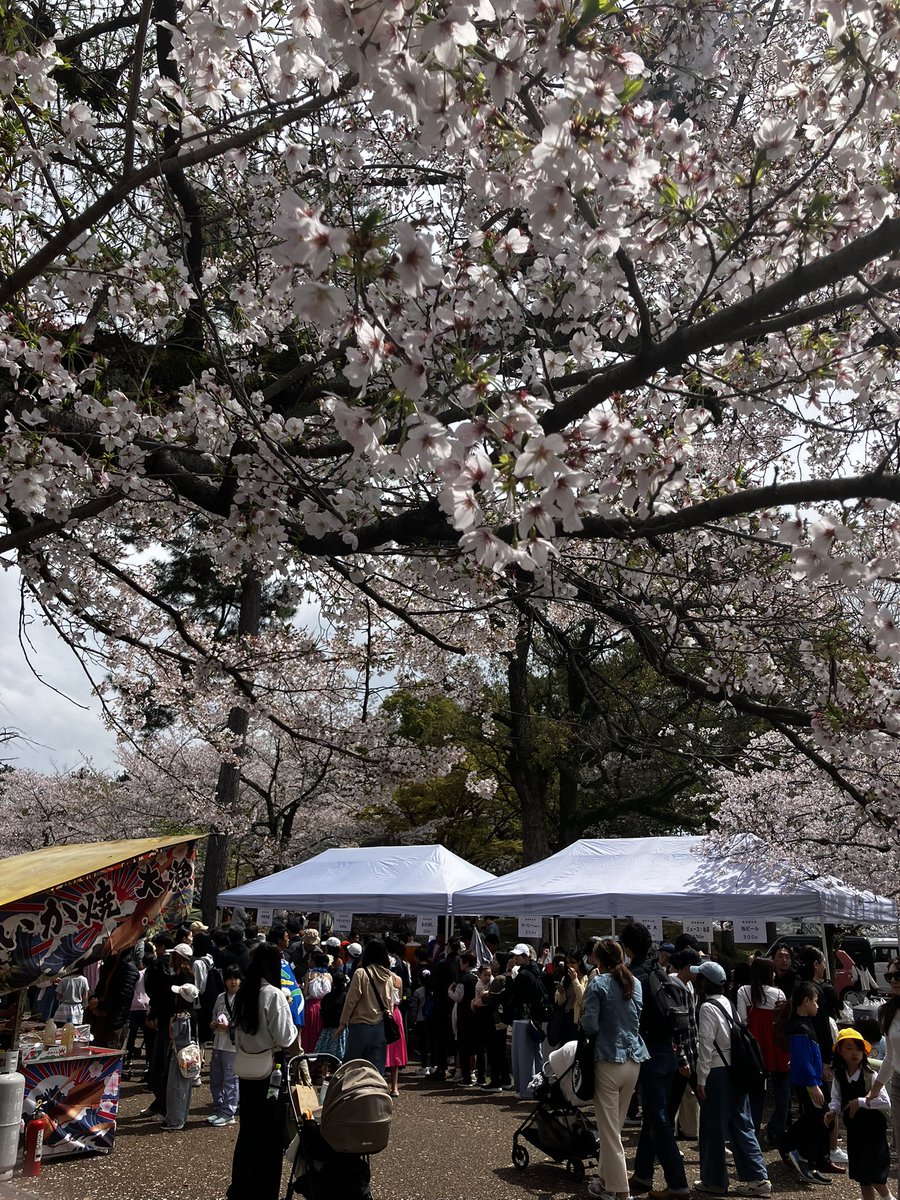 アルパカ紳士|アルパカ音楽チャンネル tweet media