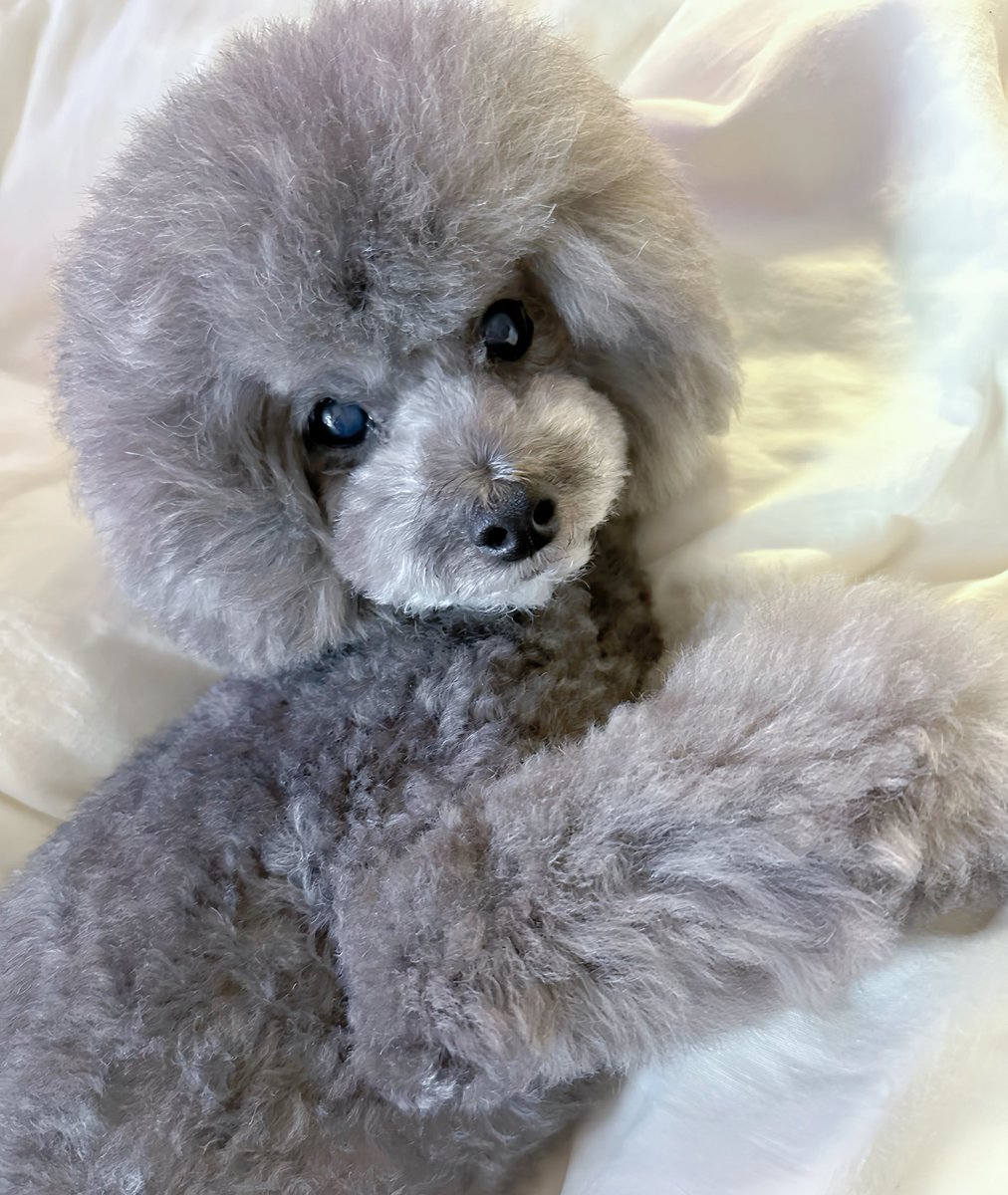 やーこ tweet media