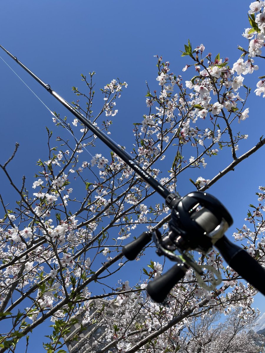 カサゴ道 tweet media