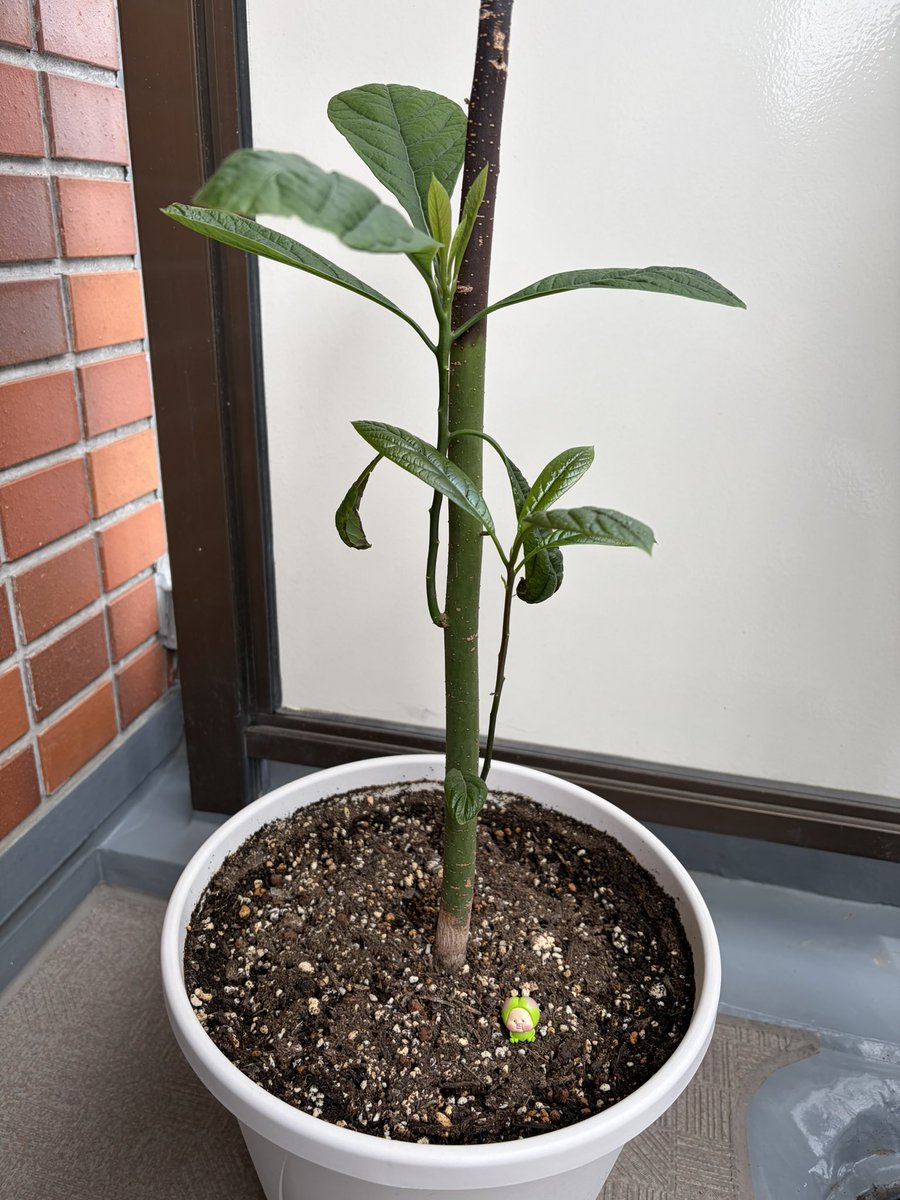 今日は夏日になるということで、アボカドをベランダに出し日光浴させることに🥑
夜はまたお部屋の中に入れようかな。