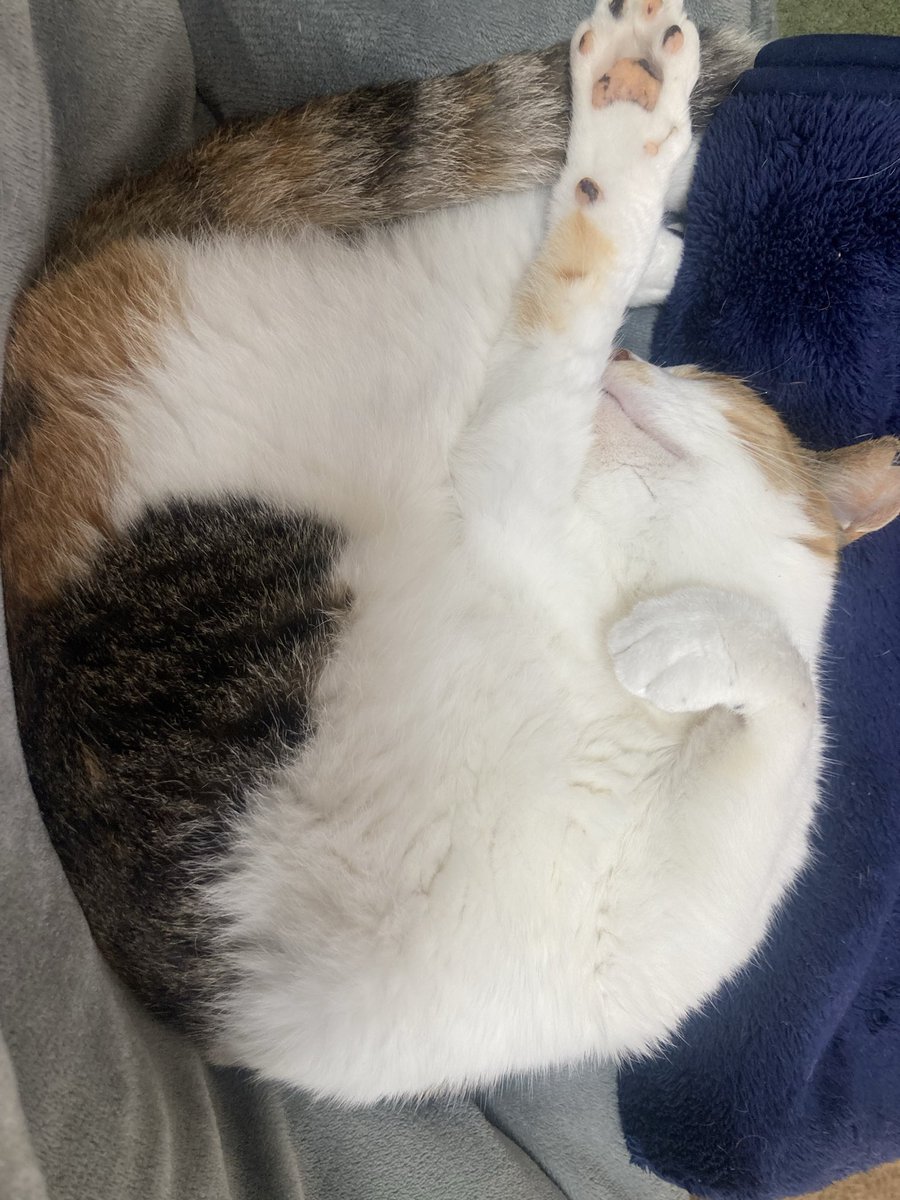 しみず tweet media