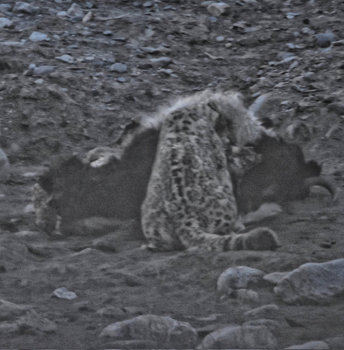 syedrizwanmehb1's tweet photo. Totally exhausted &amp; drained after hours of waiting in freezing nightly temperatures - but happiness &amp; satisfaction to find the most elusive of the big cats - a massive Snow Leopard - on a freshly made kill in upper Korakaram made it fully worth the pains https://t.co/pECh1gisfz