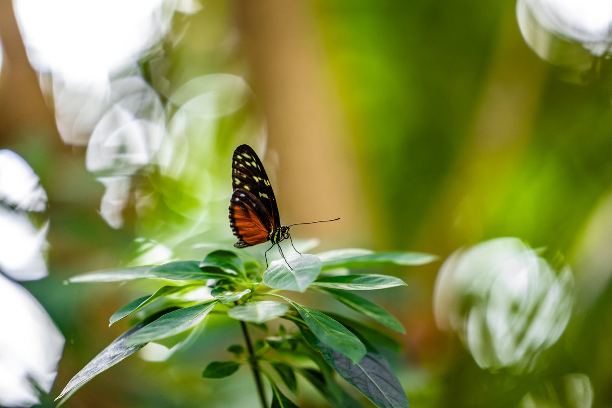 vanwas's tweet photo. Butterflies at Frederik Meijer Gardens https://t.co/9de1bw7Gbi