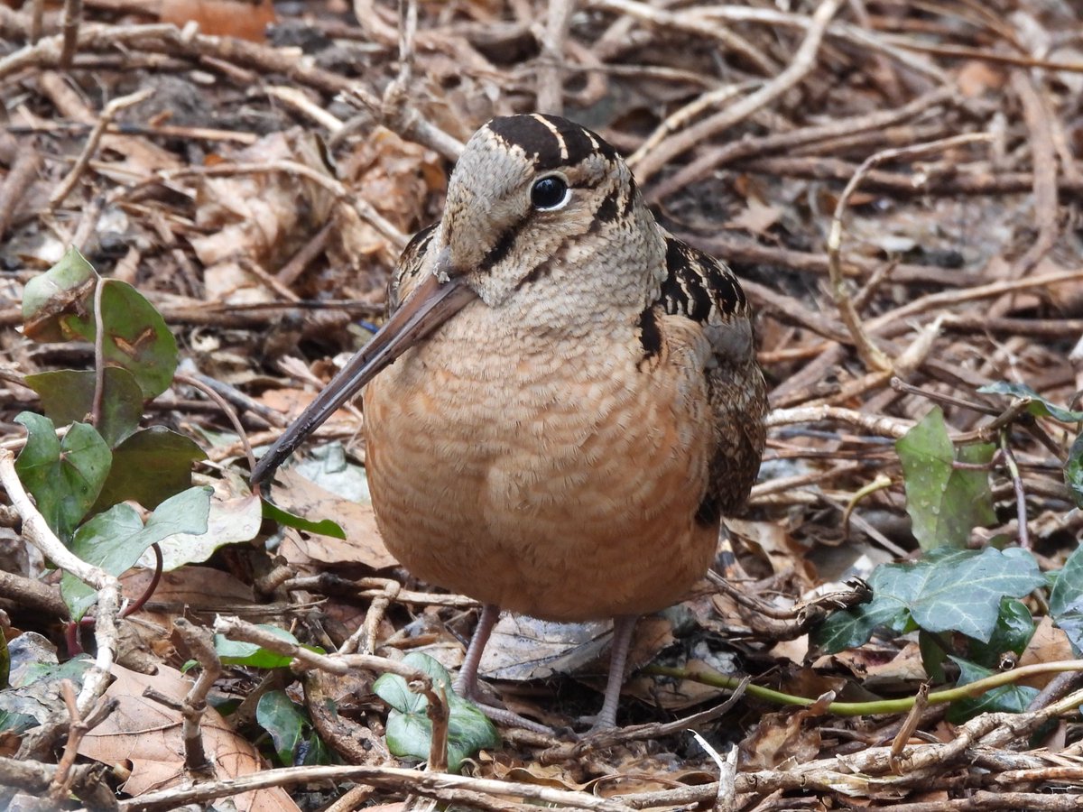 mima 𓅮 tweet media