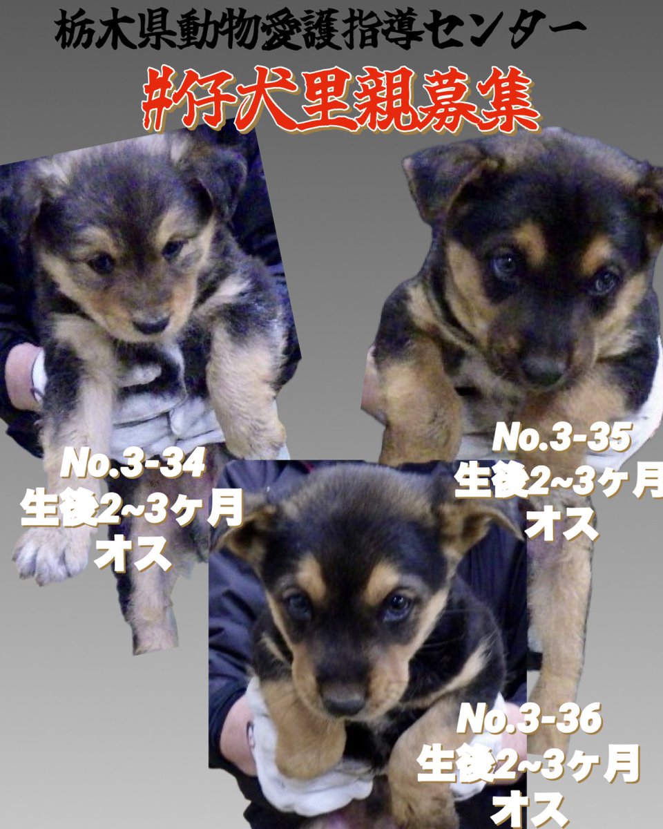 🆘栃木県動物愛護指導センター
#野犬の仔犬
#繋ぎたい命
野犬の仔犬が収容
不幸な子を増やさない対策をお願いしたい🙏🏻
収容して譲渡を探すだけでは追いつきません。
何度も訴えますが本気の不妊去勢、発生源対策、
予防に舵を切る時です。
家族へ繋ぐ努力をお願い致します
🍀#仔犬里親様募集
📍3/30