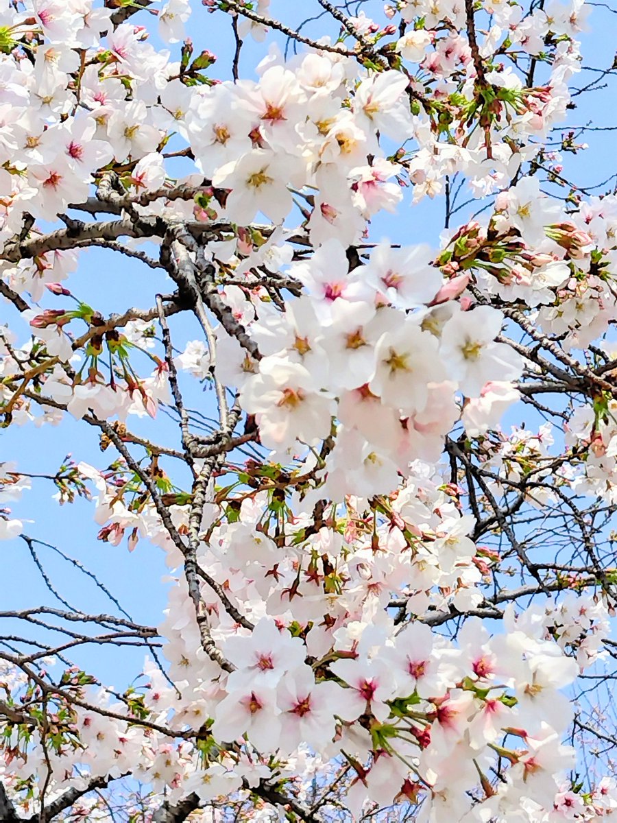 unique_world5's tweet photo. 「豆ポワ🌸春の桜便りシリーズ🌸⑯」
〜花つきが良い桜〜📷

#桜
#写真好きな人と繋がりたい https://t.co/so92H7gUWL