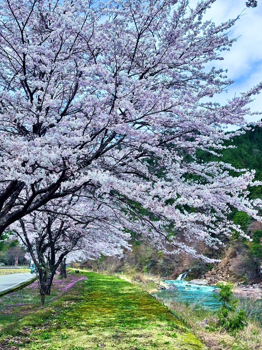 HamuHamu tweet media